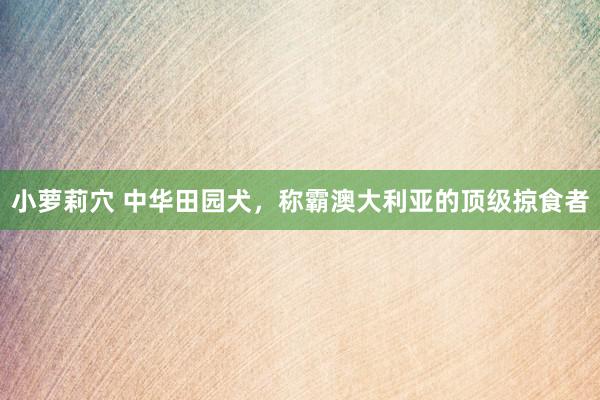 小萝莉穴 中华田园犬，称霸澳大利亚的顶级掠食者